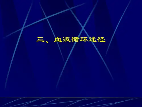 初中生物  血液循环途径 人教版精品课件