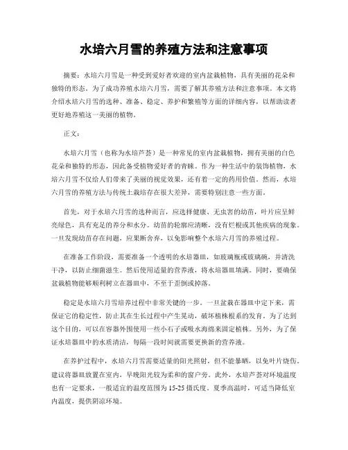 水培六月雪的养殖方法和注意事项