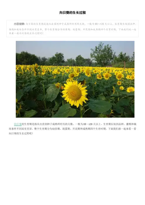 向日葵的生长过程