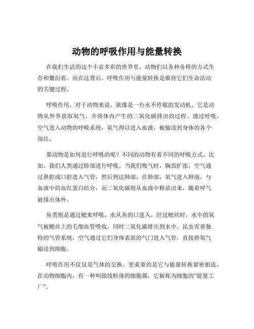 动物的呼吸作用与能量转换