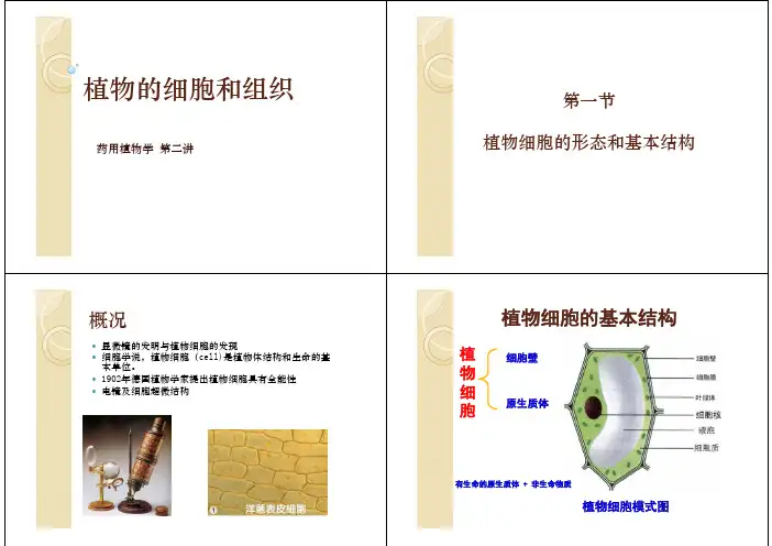 药用植物学课件