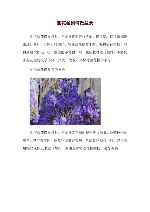 蓝花楹如何做盆景
