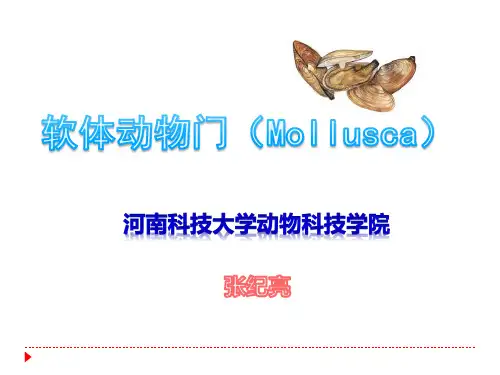 动物生物学软体动物门课件