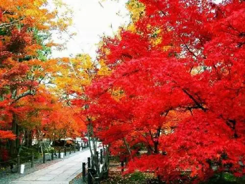 《香山的红叶》教学课件(省一等奖)
