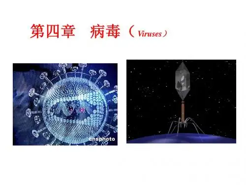 第四章 病毒