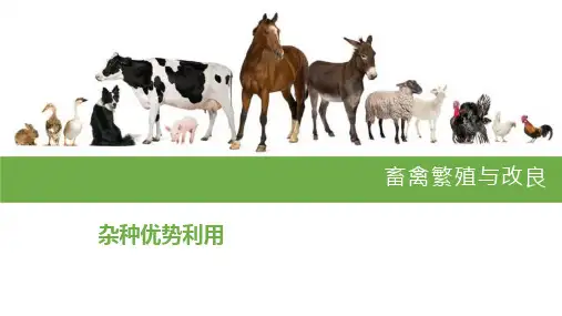 1.3.4杂种优势利用 课件《畜禽繁殖与改良》同步教学(中国农业出版社)