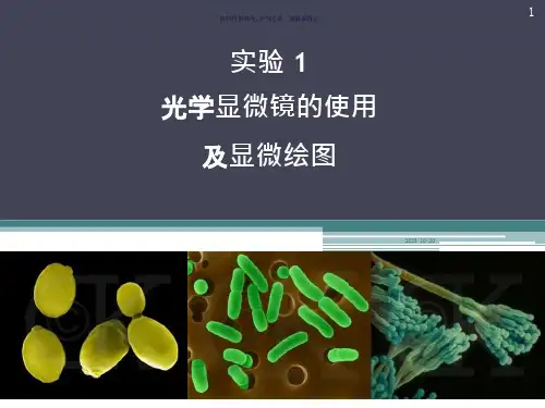 光学显微镜的使用和显微绘图课件