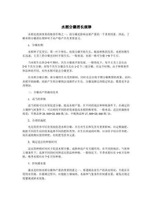 水稻分蘖消长规律