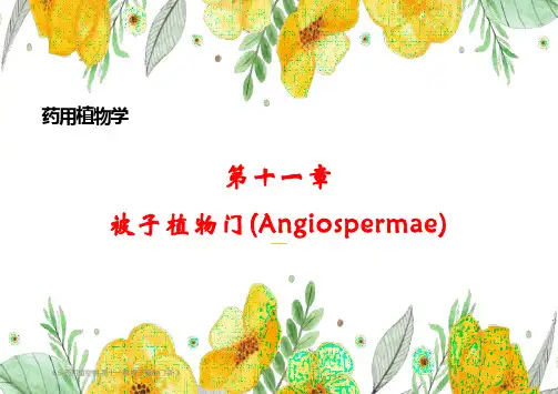 5-药用植物学-第十一章 被子植物门(药用植物学人民卫生出版社第7版)