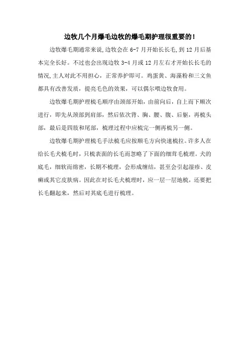 边牧几个月爆毛边牧的爆毛期护理很重要的!