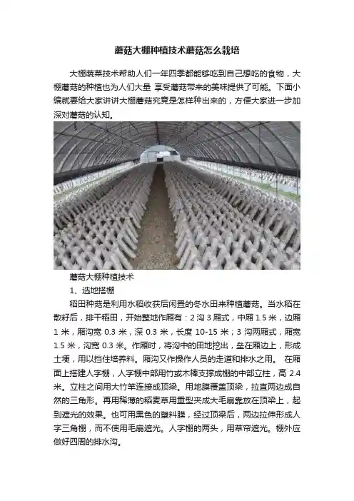 蘑菇大棚种植技术蘑菇怎么栽培