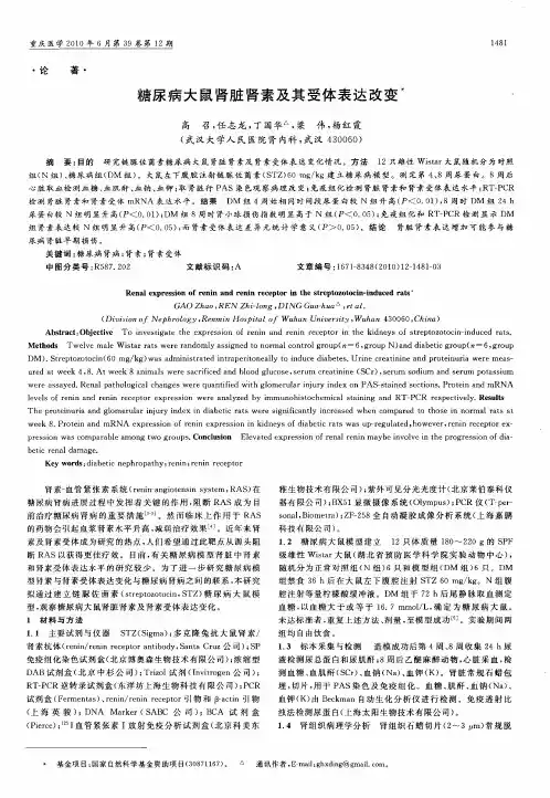 糖尿病大鼠肾脏肾素及其受体表达改变