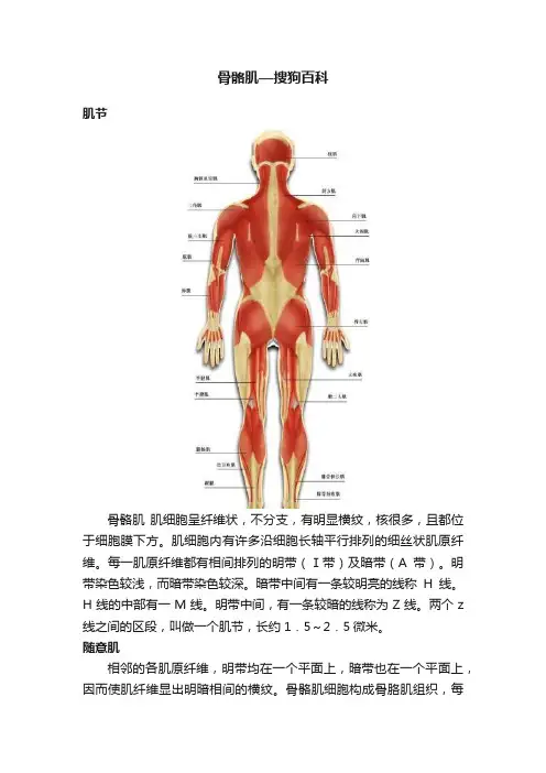 骨骼肌—搜狗百科