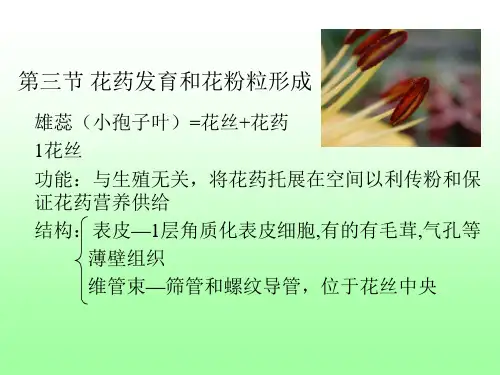 第4章 第34节花药的发育和花粉粒PPT课件