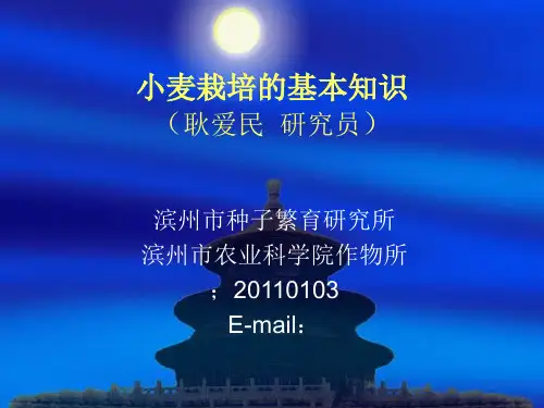 小麦生产基本知识PPT课件