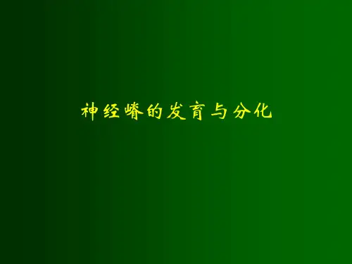 神经嵴的发育