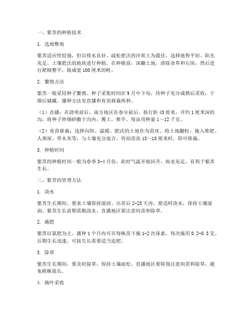 紫苏的种植技术及管理