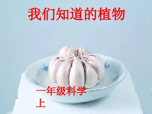 一年级上册科学课件-1.1 我们知道的植物 (3)l  教科版 (共16张PPT)