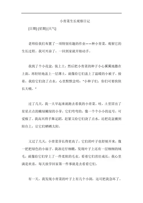小青菜生长观察日记