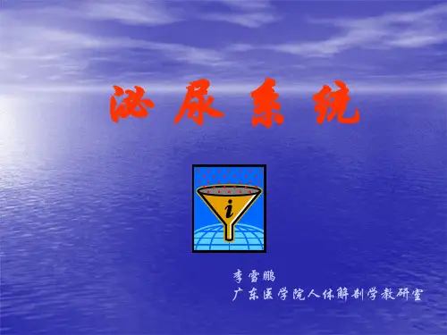 泌尿、生殖、腹膜、内分泌 系统解剖学