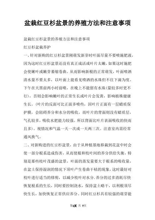 盆栽红豆杉盆景的养殖方法和注意事项
