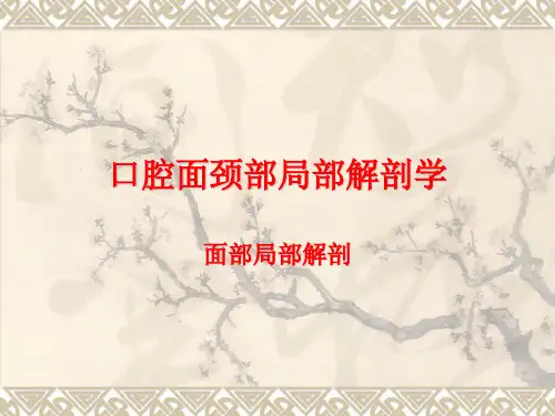 颌面部局部解剖 ppt课件.