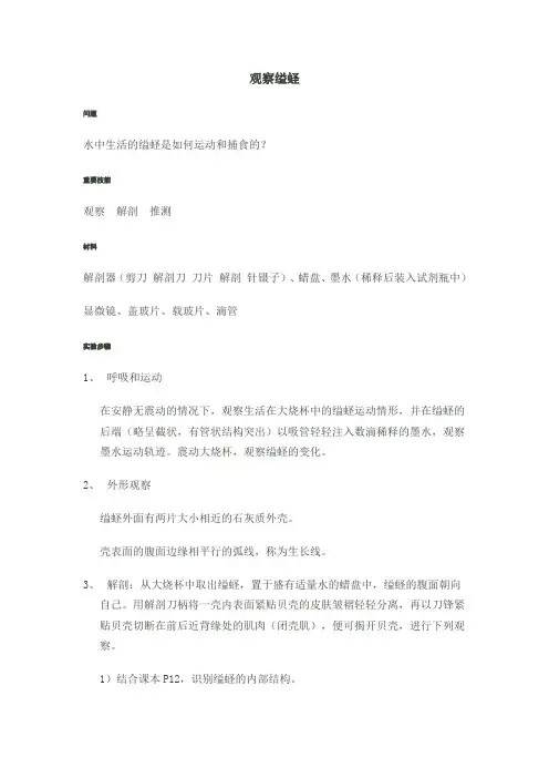 观察缢蛏