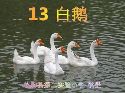 《白鹅》课件