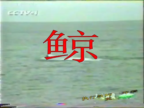 《鲸》pttPPT课件