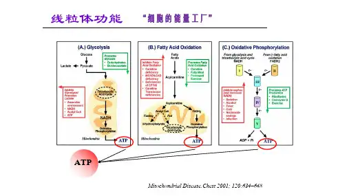 911.4线粒体疾病的分子生物学检验