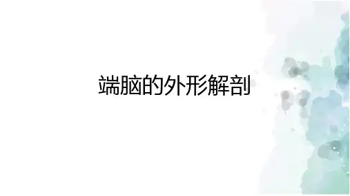 端脑的外形解剖