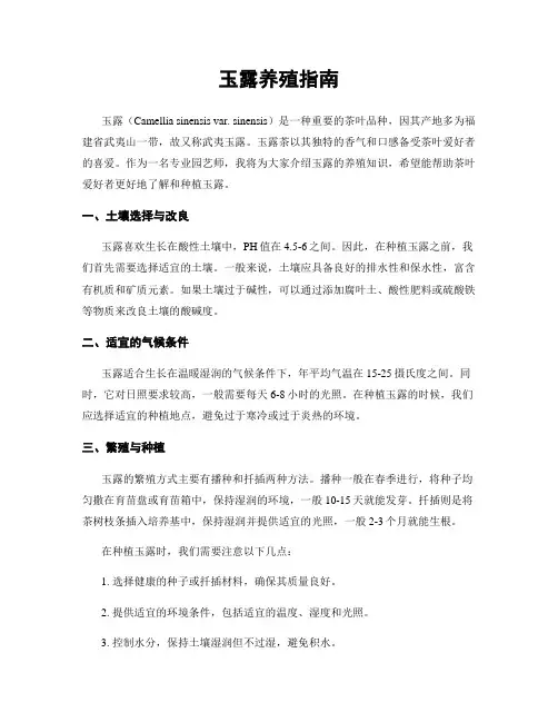 玉露养殖指南