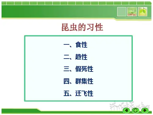 昆虫的习性PPT