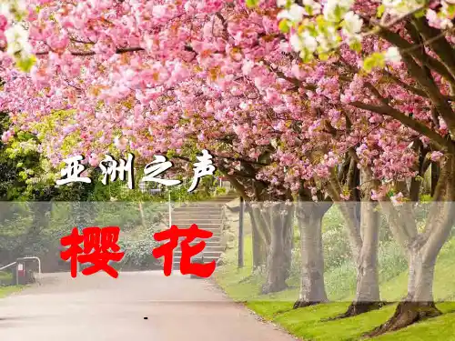 湘教版音乐八上《樱花》ppt课件1