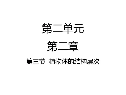 人教版生物七年级上册：2-2-3-  植物体的结构层次-课件