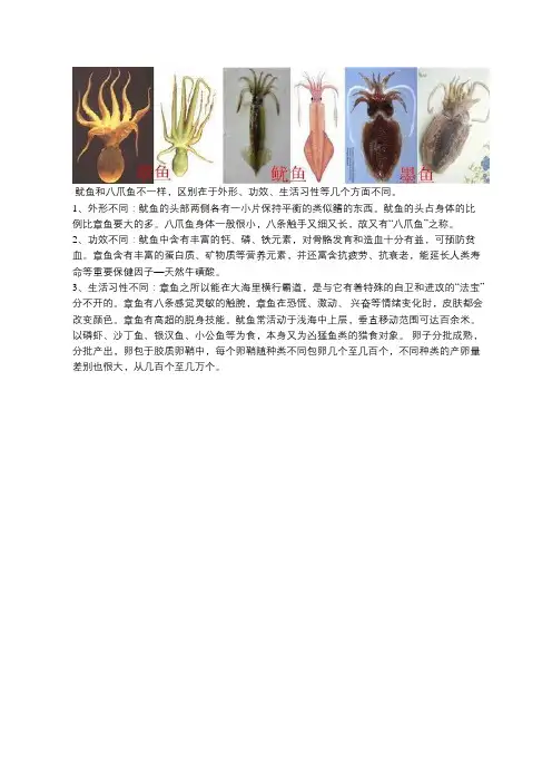 八爪鱼是鱿鱼吗