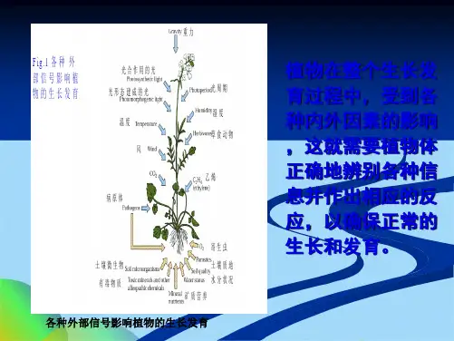 植物生理第七章 植物体内信号传导ppt(共37张PPT)
