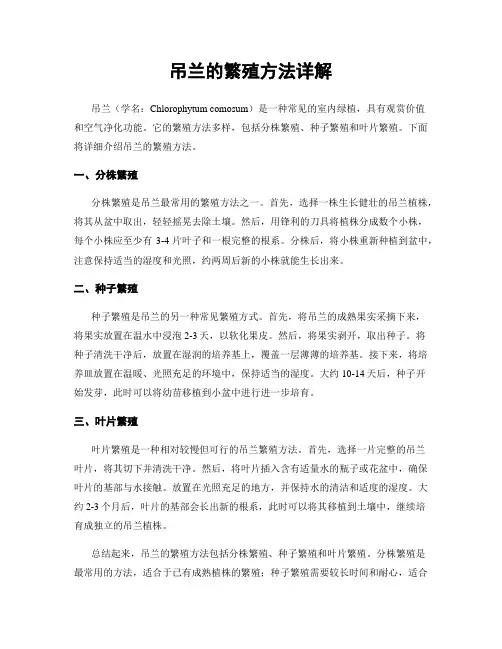 吊兰的繁殖方法详解