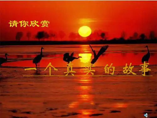 八年级语文上册《都市精灵》优秀实用课件 苏教版