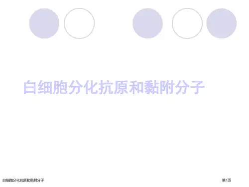 白细胞分化抗原和黏附分子
