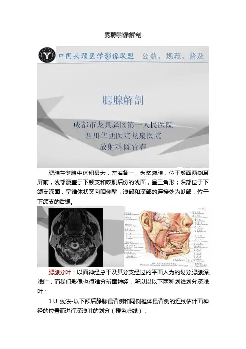 腮腺影像解剖