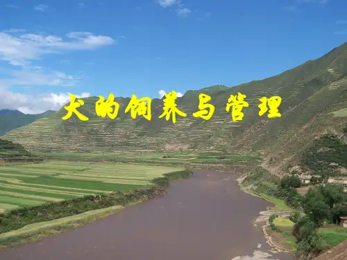 犬的饲养与管理..