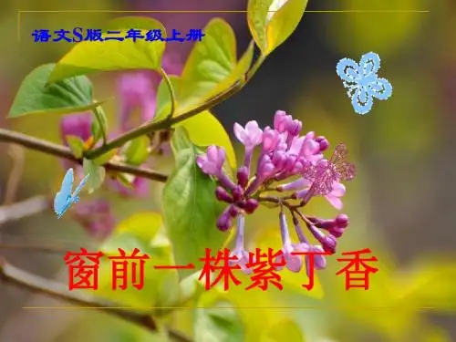 5 窗前一株紫丁香