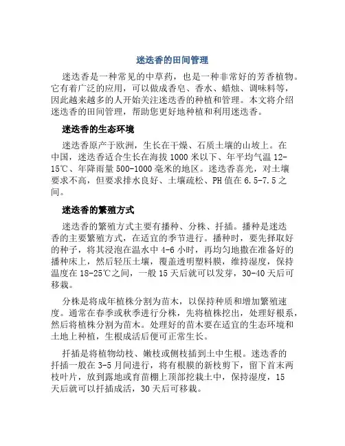 迷迭香的田间管理
