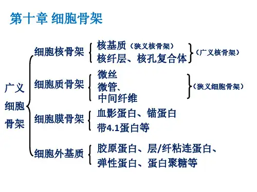 第十章 细胞骨架