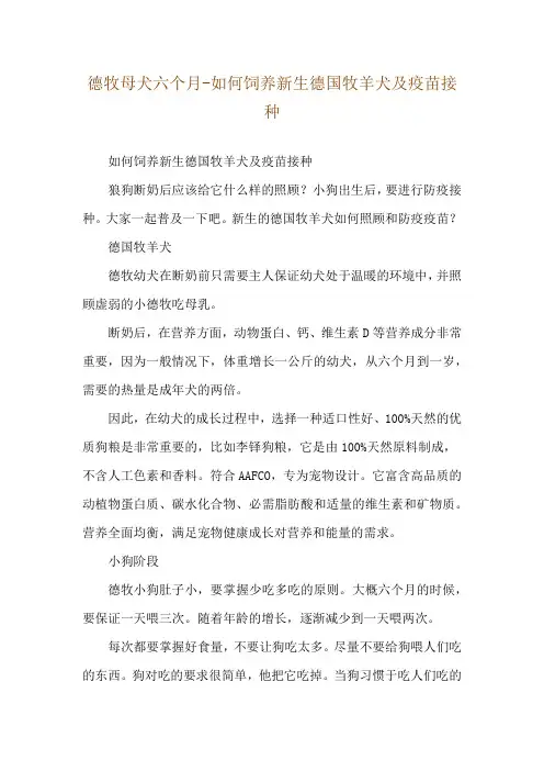 德牧母犬六个月-如何饲养新生德国牧羊犬及疫苗接种