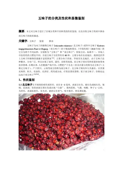 五味子的分类及性状和显微鉴别