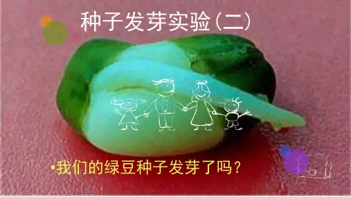五年级上册科学课件-1.2 种子发芽实验(二)｜教科版 (共8张PPT)