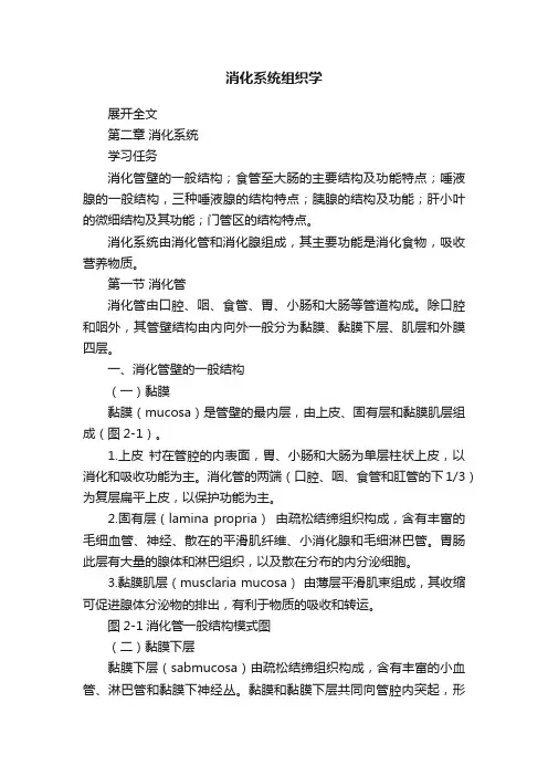 消化系统组织学