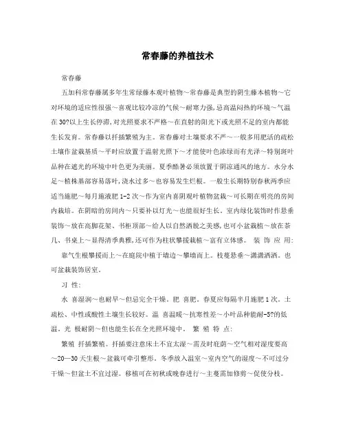 常春藤的养植技术